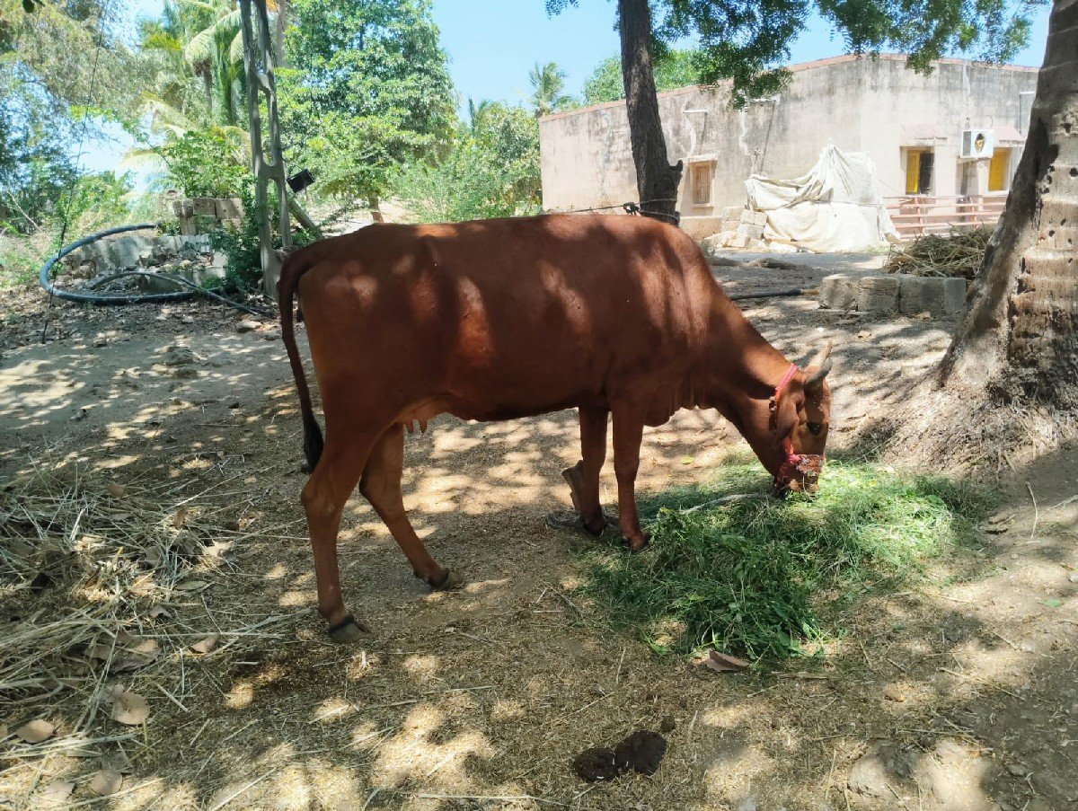 જરાસી