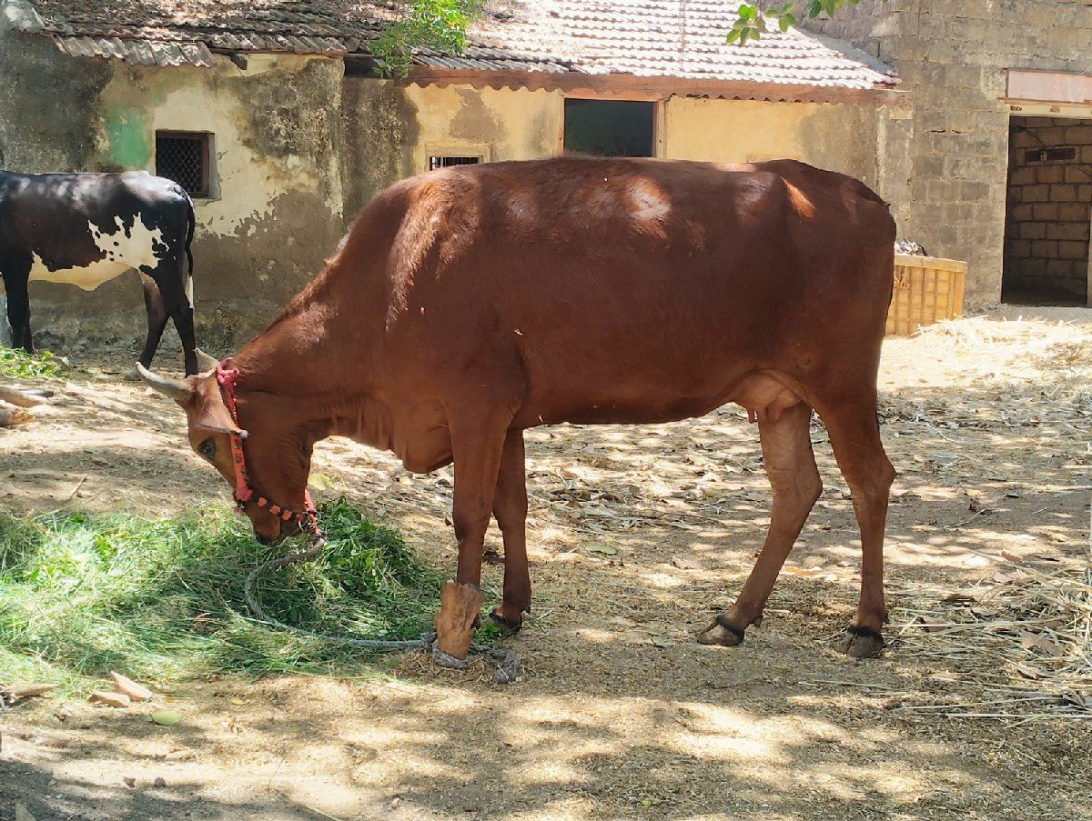 જરાસી