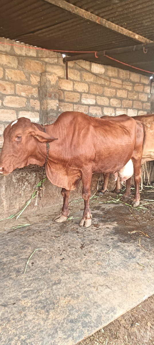જર્સી ગાય વેચવાની છે