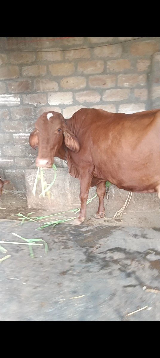 જર્સી ગાય વેચવાની છે
