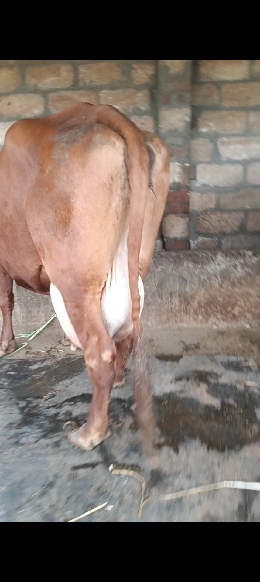 જર્સી ગાય વેચવાની છે