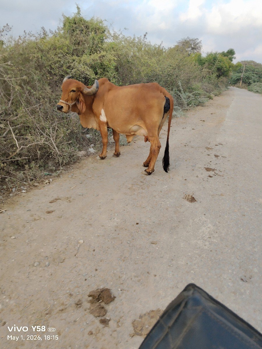 ગીર ગાય વેચવાની છે