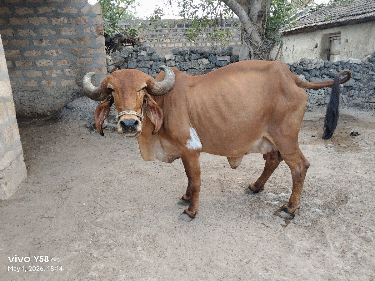 ગીર ગાય વેચવાની છે