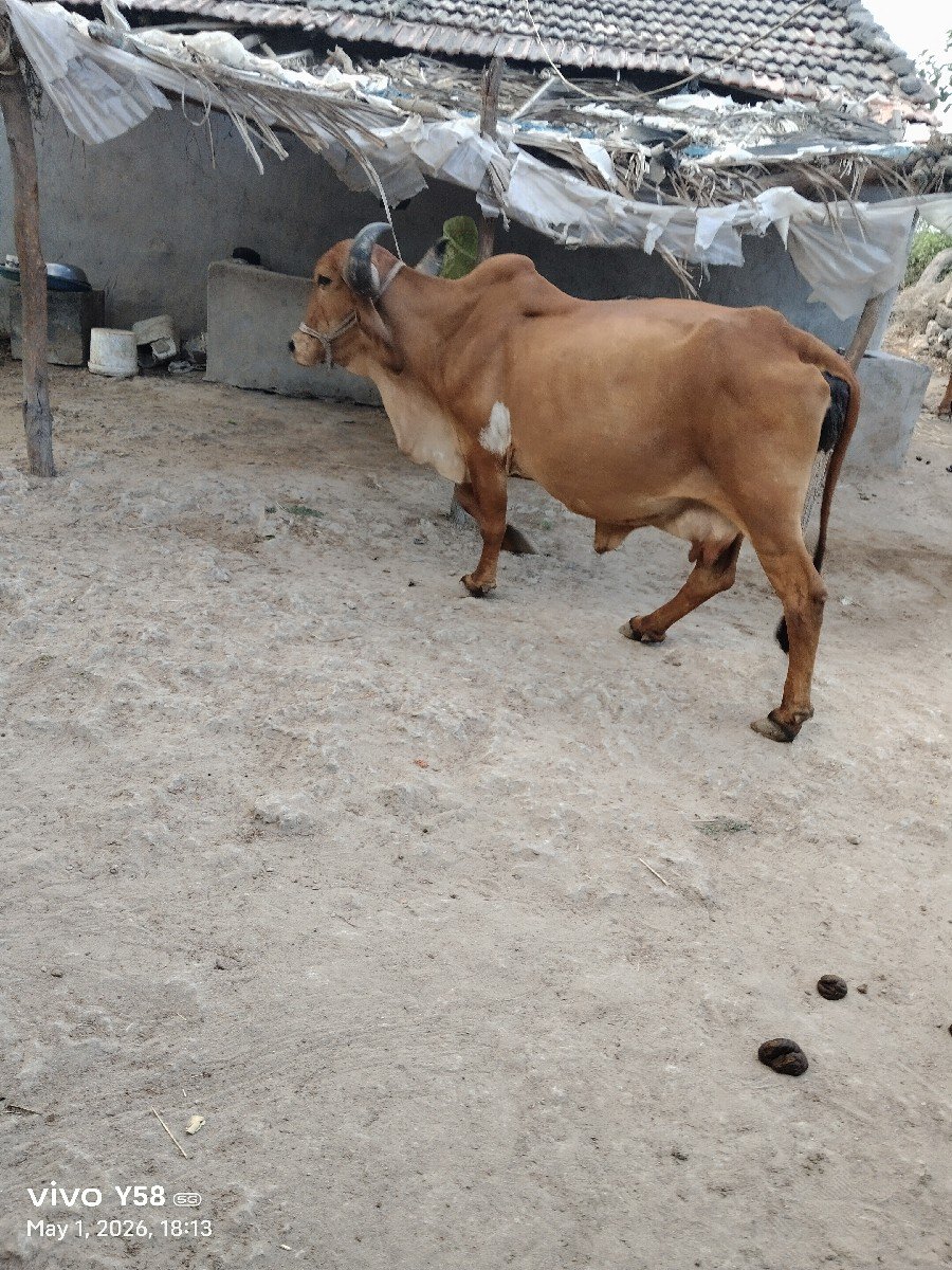 ગીર ગાય વેચવાની છે