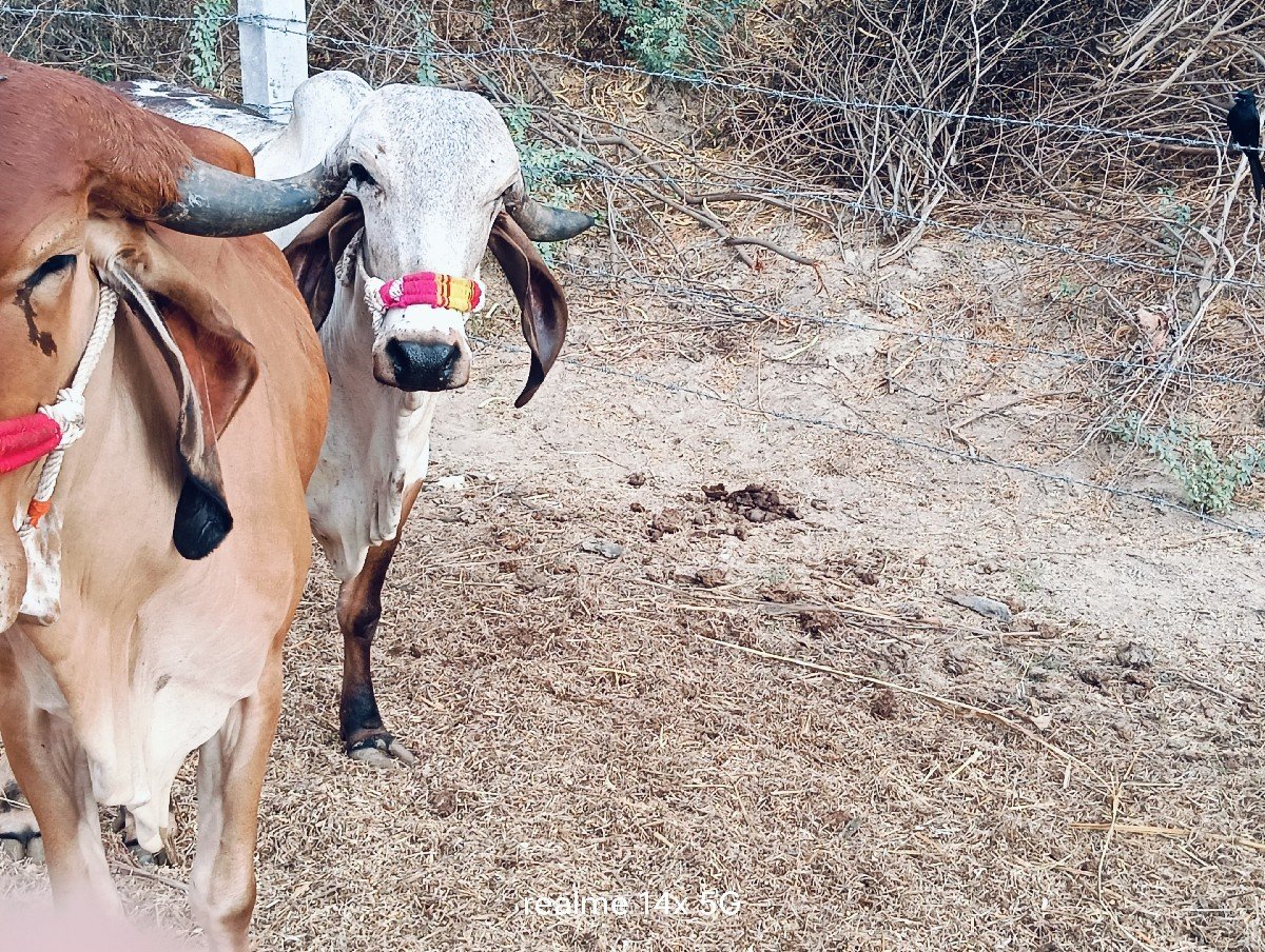 બે યદેદેવાનીશે