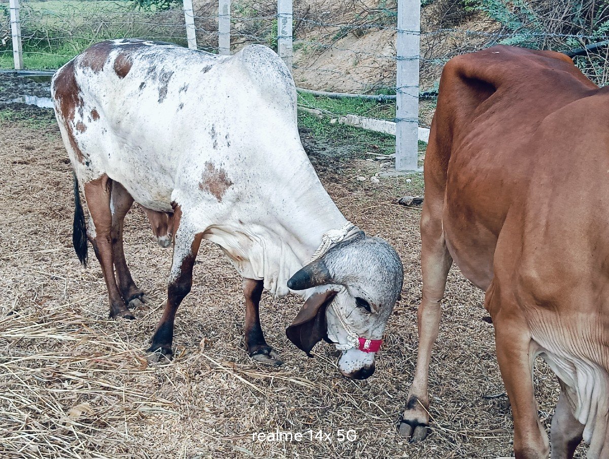 બે યદેદેવાનીશે