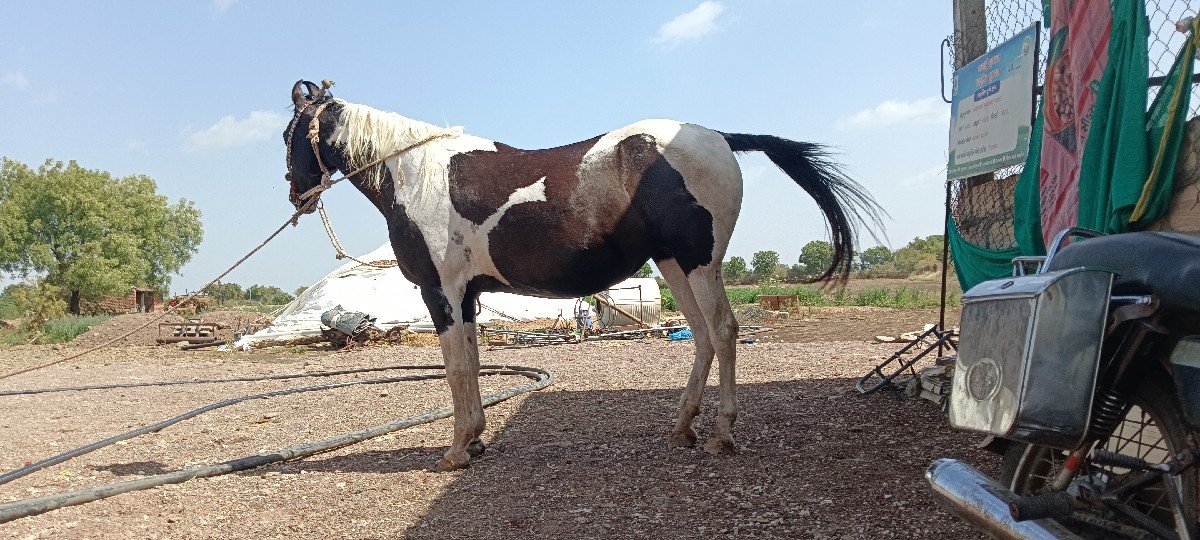 કાળી બાવળી ઘોડી