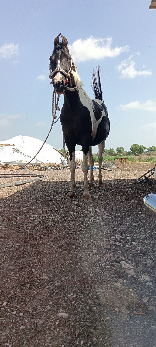 કાળી બાવળી ઘોડી