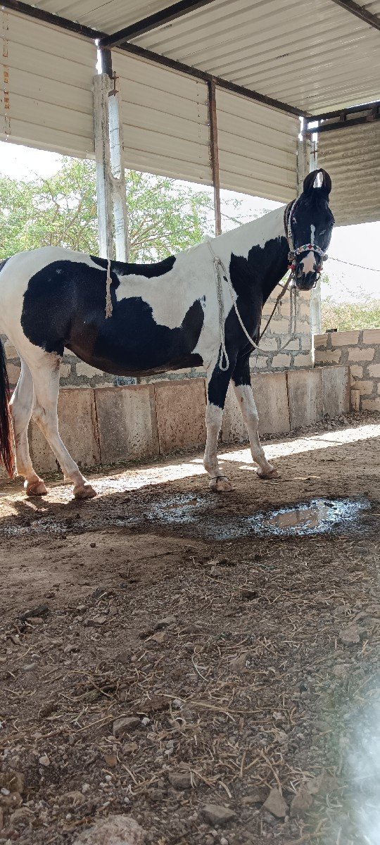કાળી બાવળી ઘોડી