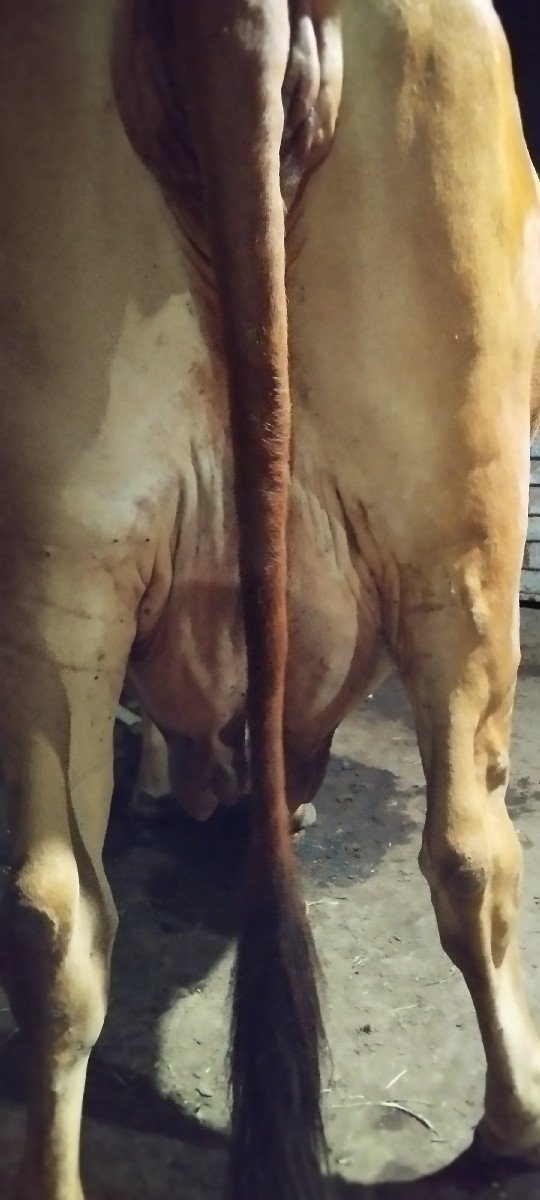 ગાય ગીર ક્રોસ નીચે વાછડો
