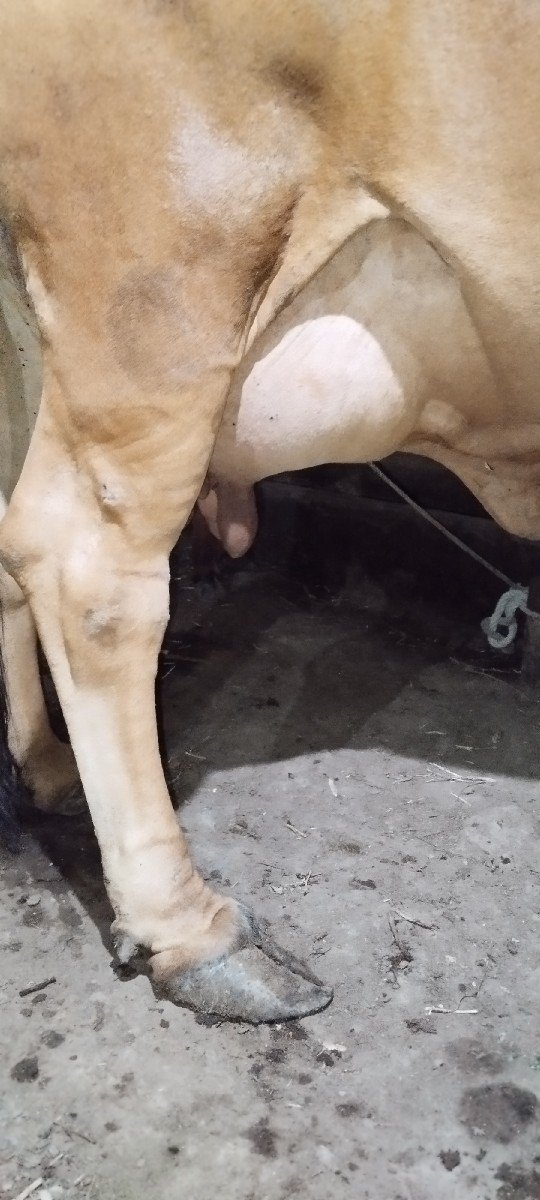 ગાય ગીર ક્રોસ નીચે વાછડો