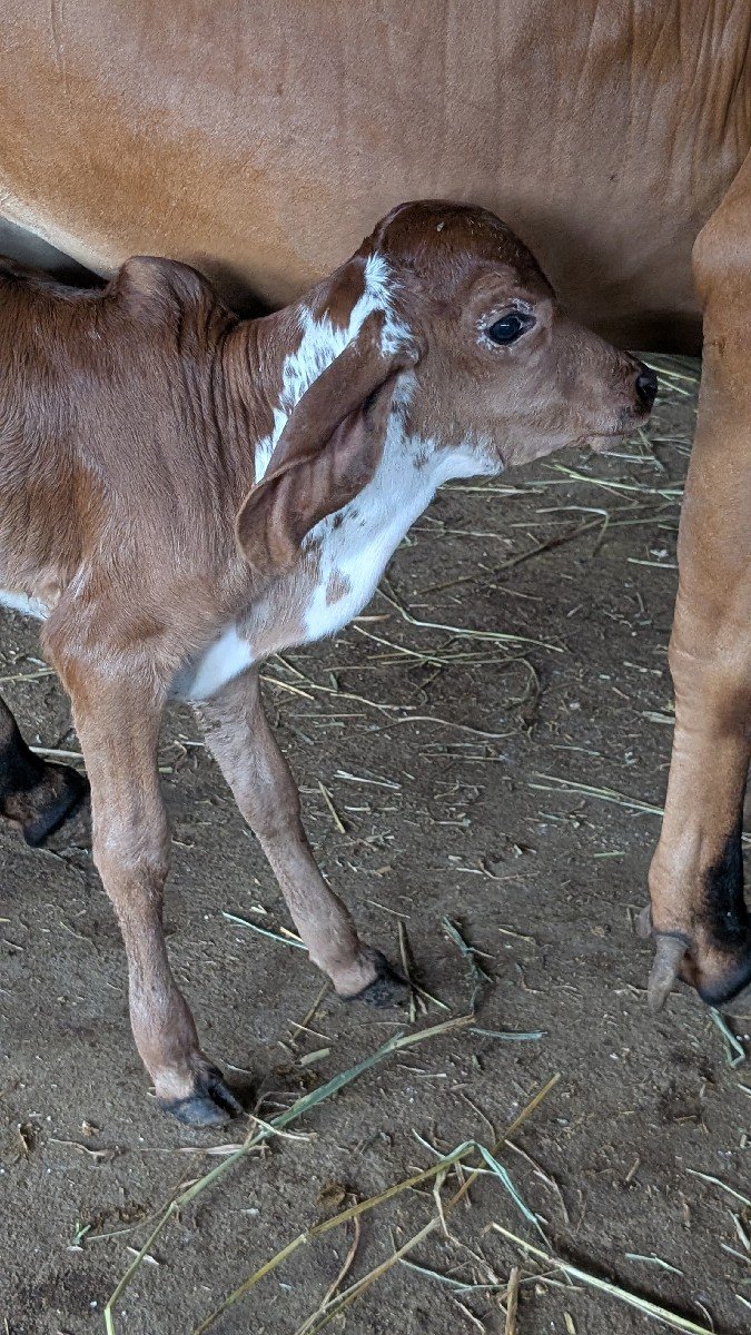 ગાય વહેંચવા ની છે