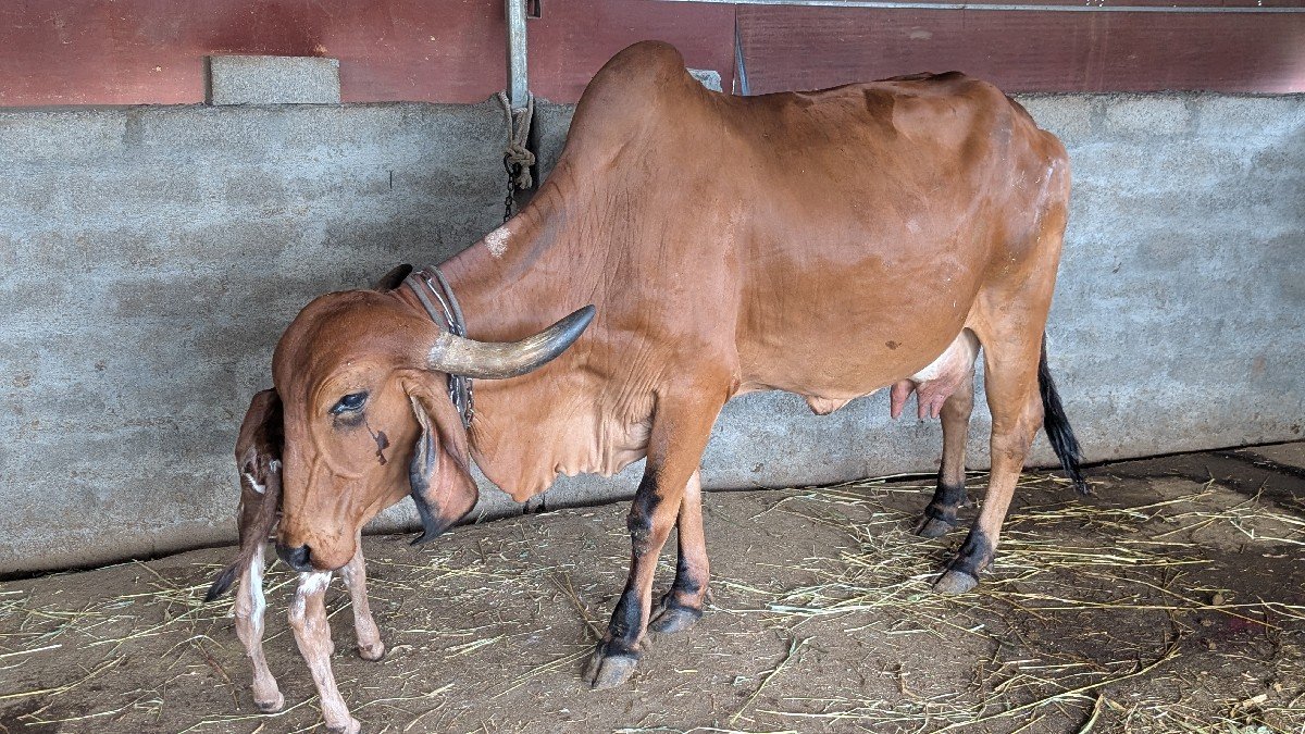 ગાય વહેંચવા ની છે