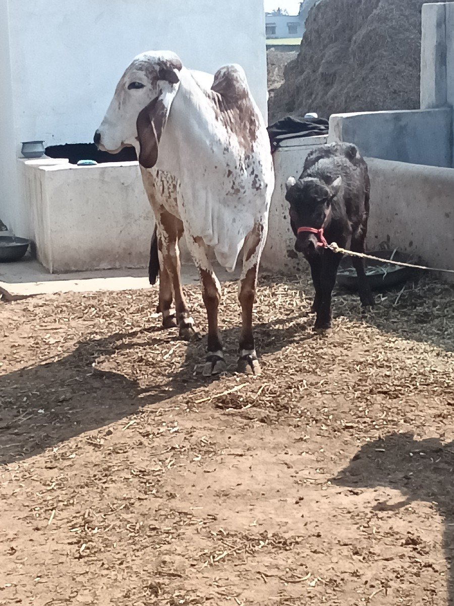 હોડકી વેચવાનીશે