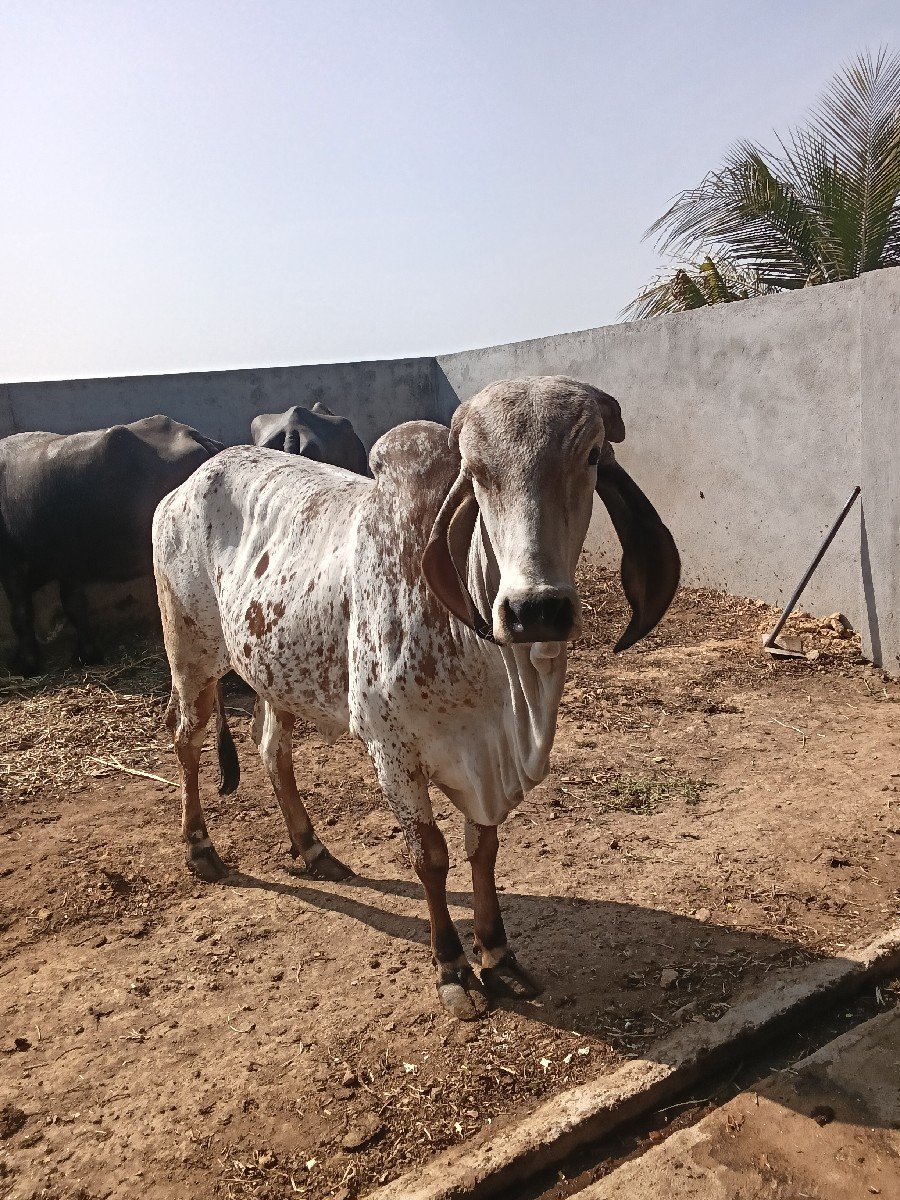 હોડકી વેચવાનીશે