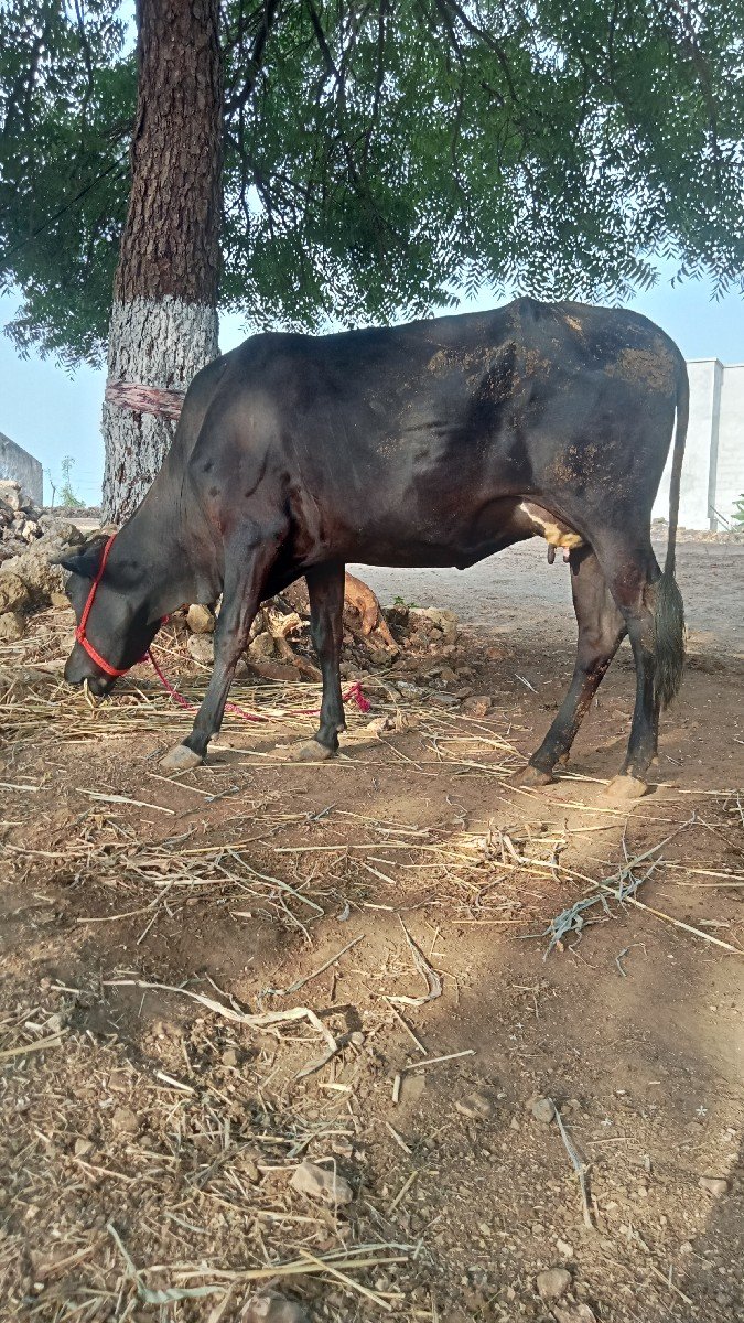 ગાય વેચવાની છે