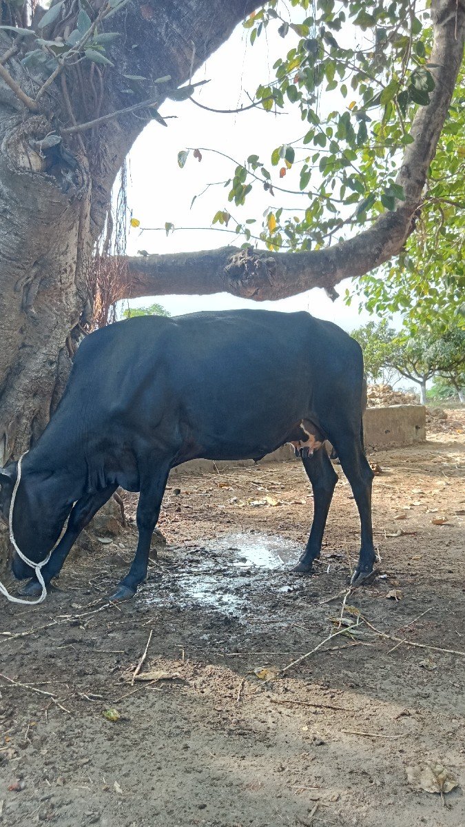 ગાય વેચવાની છે