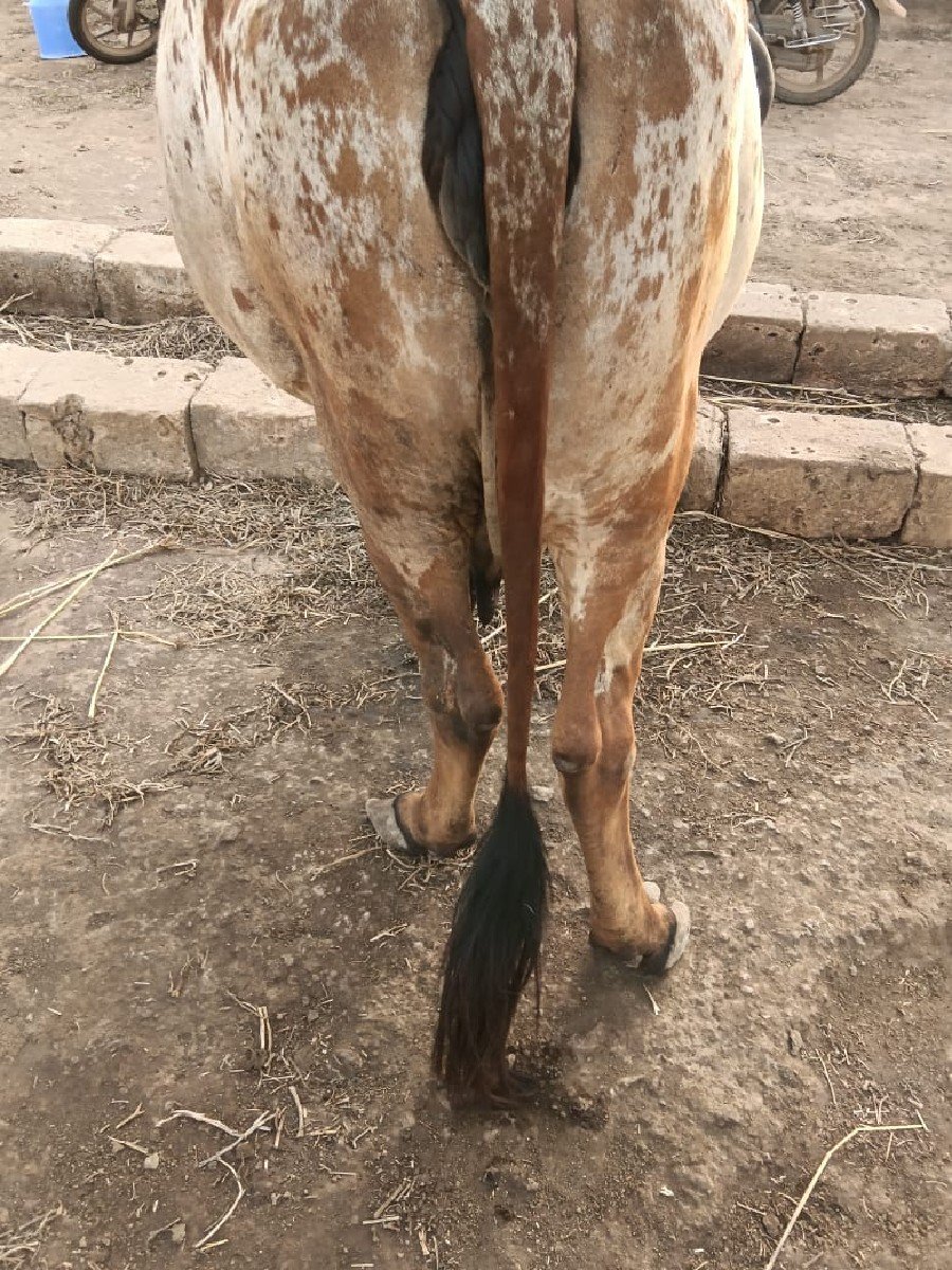 ગાય વેચવા ની છે