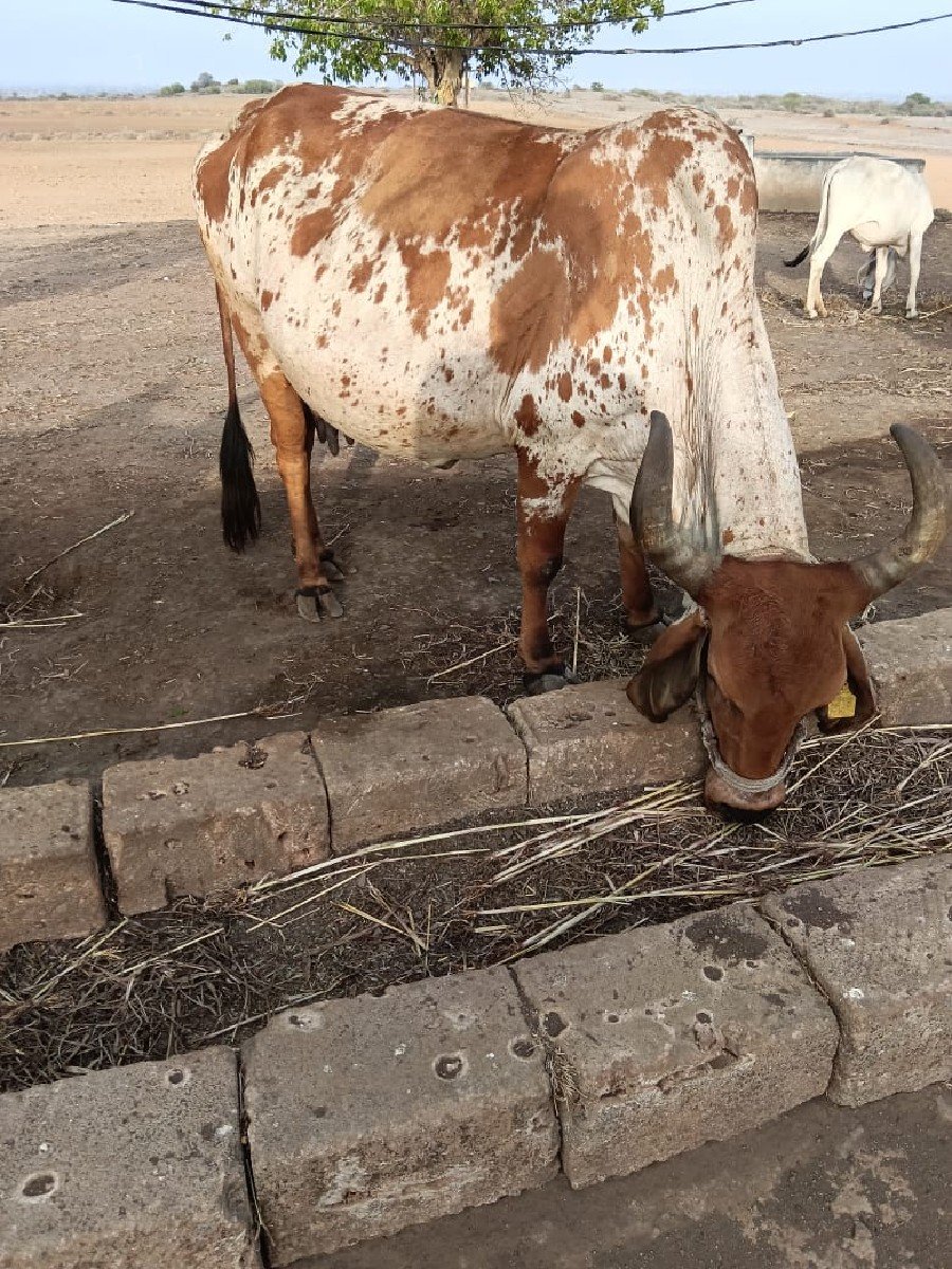 ગાય વેચવા ની છે