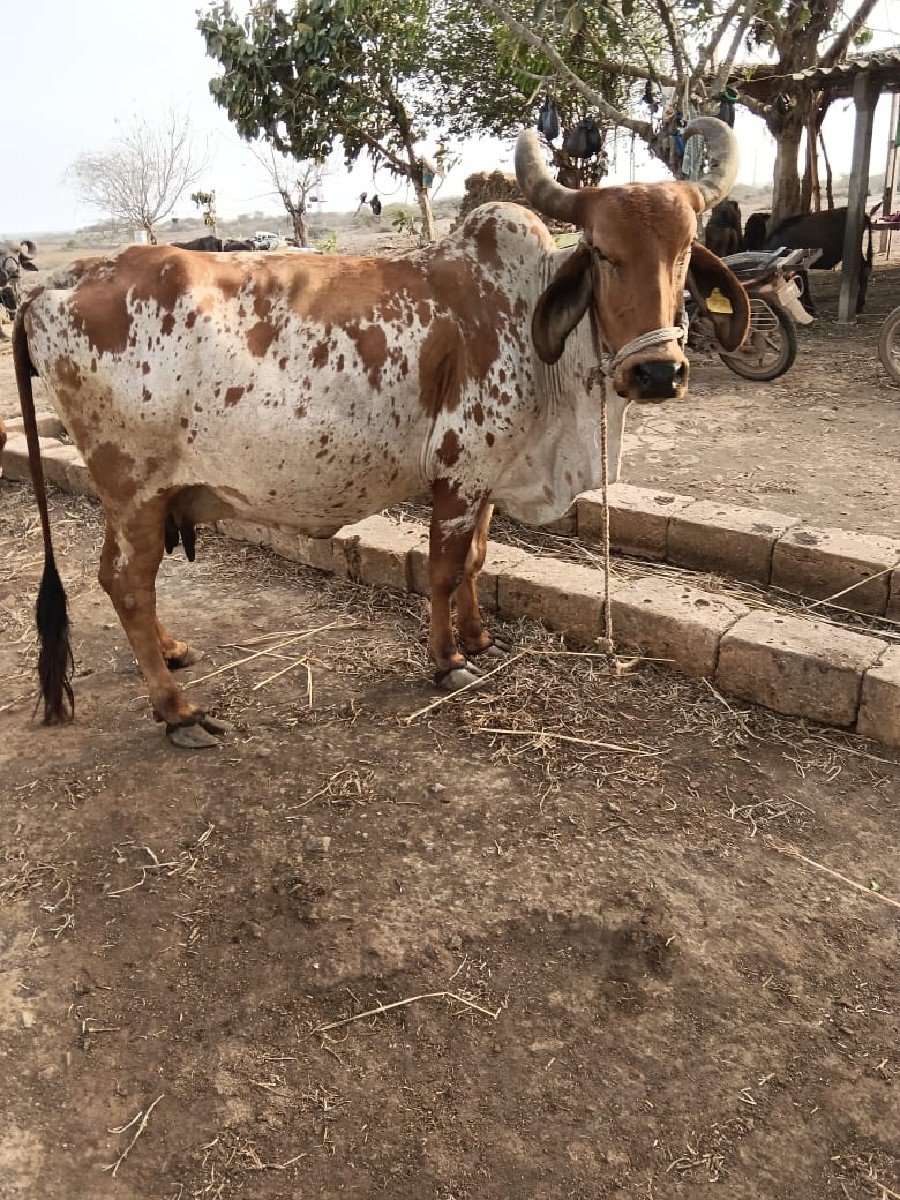 ગાય વેચવા ની છે