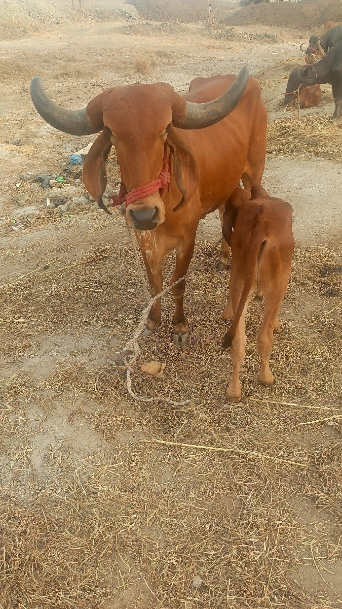 ગાય