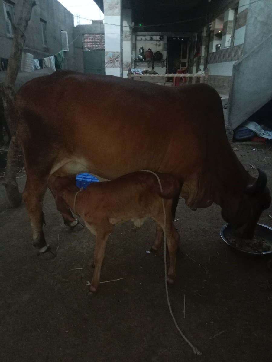 ગાય