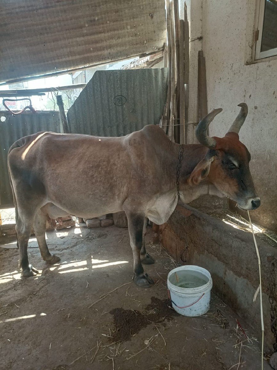 ગાય વેચવાની છે