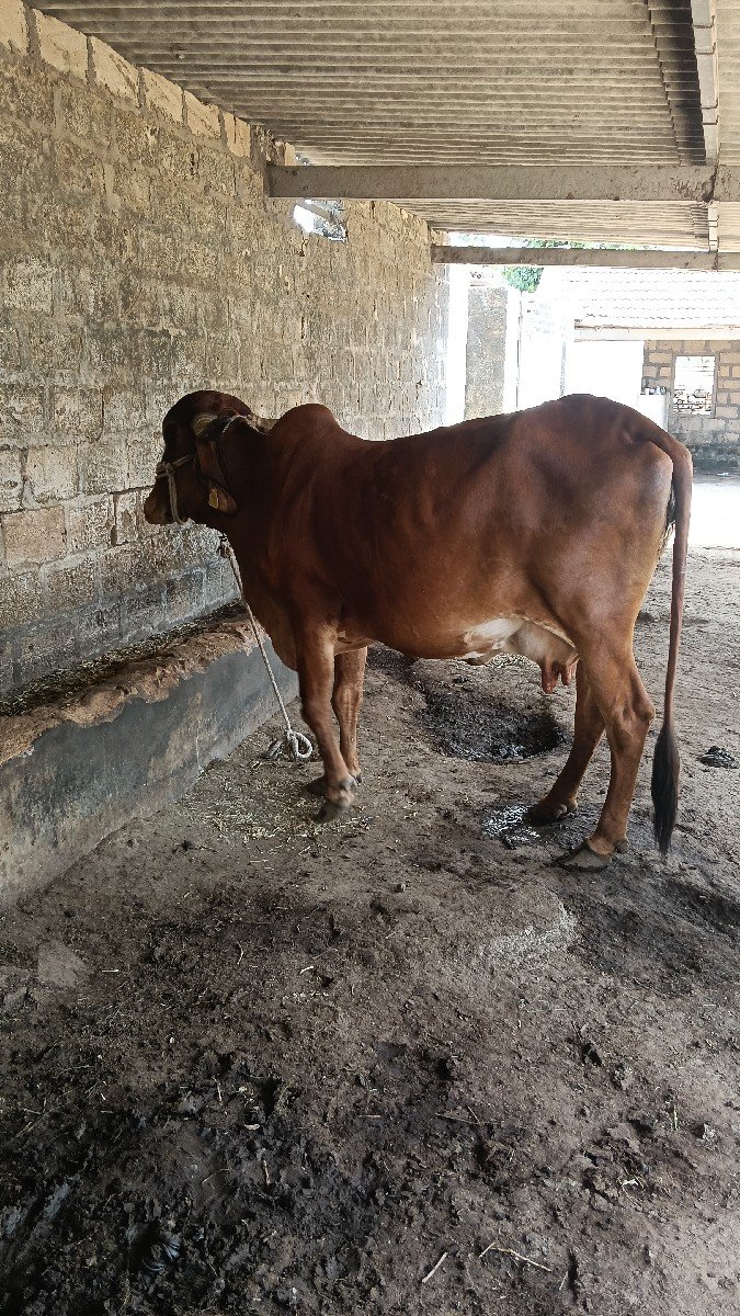 ગાય વેચવાની છે