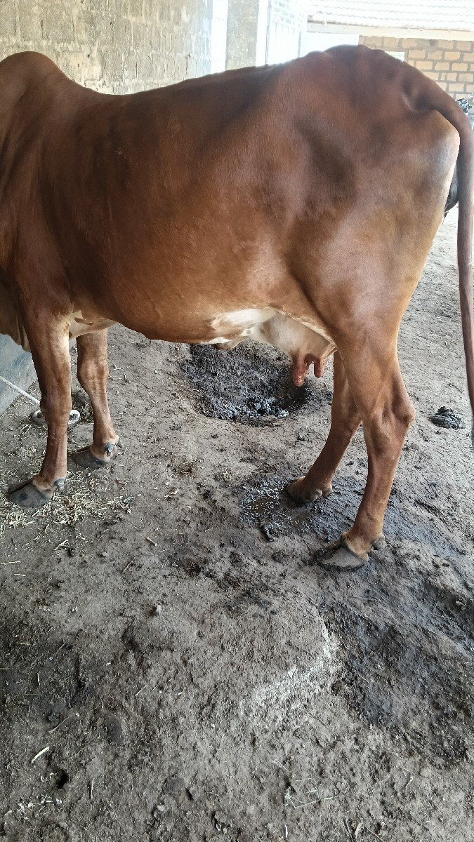 ગાય વેચવાની છે