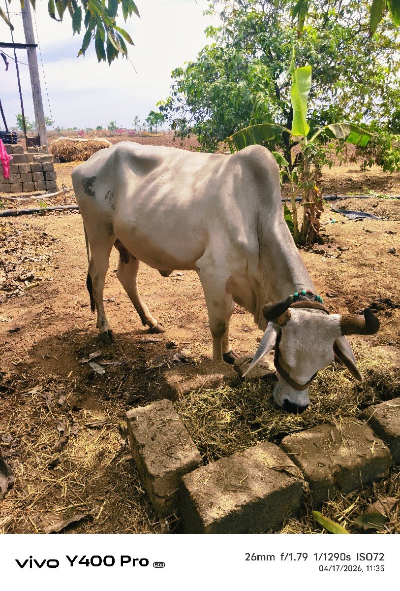 ગાય