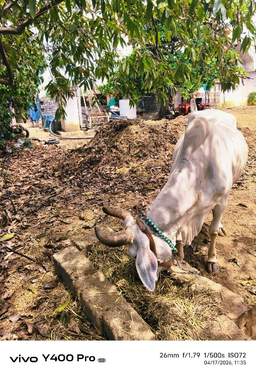 ગાય