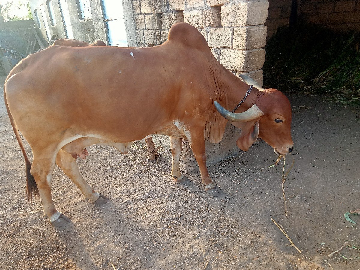 ગીર ગાય વેચવાની છે