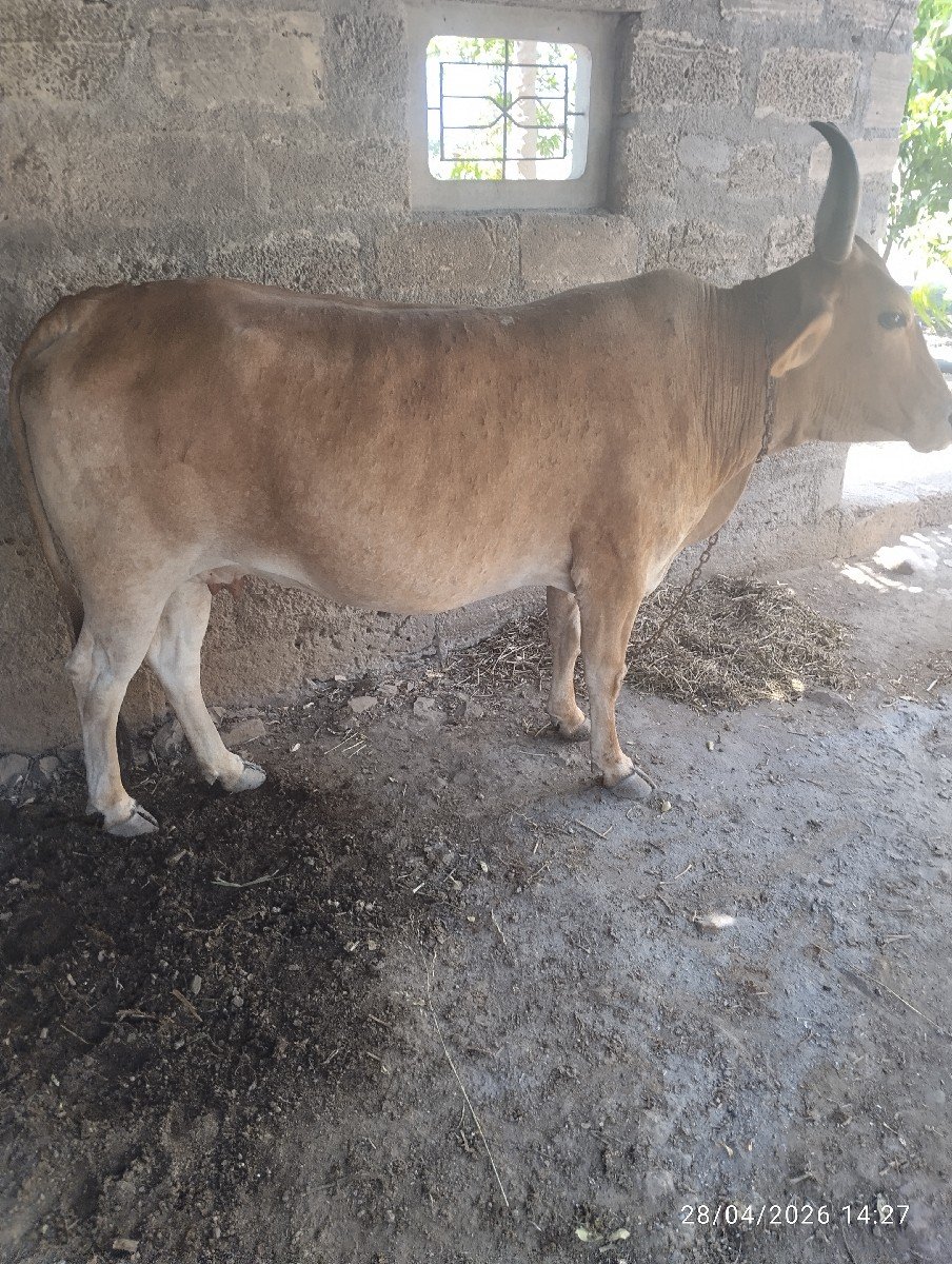 ગાય વેચવાની છે