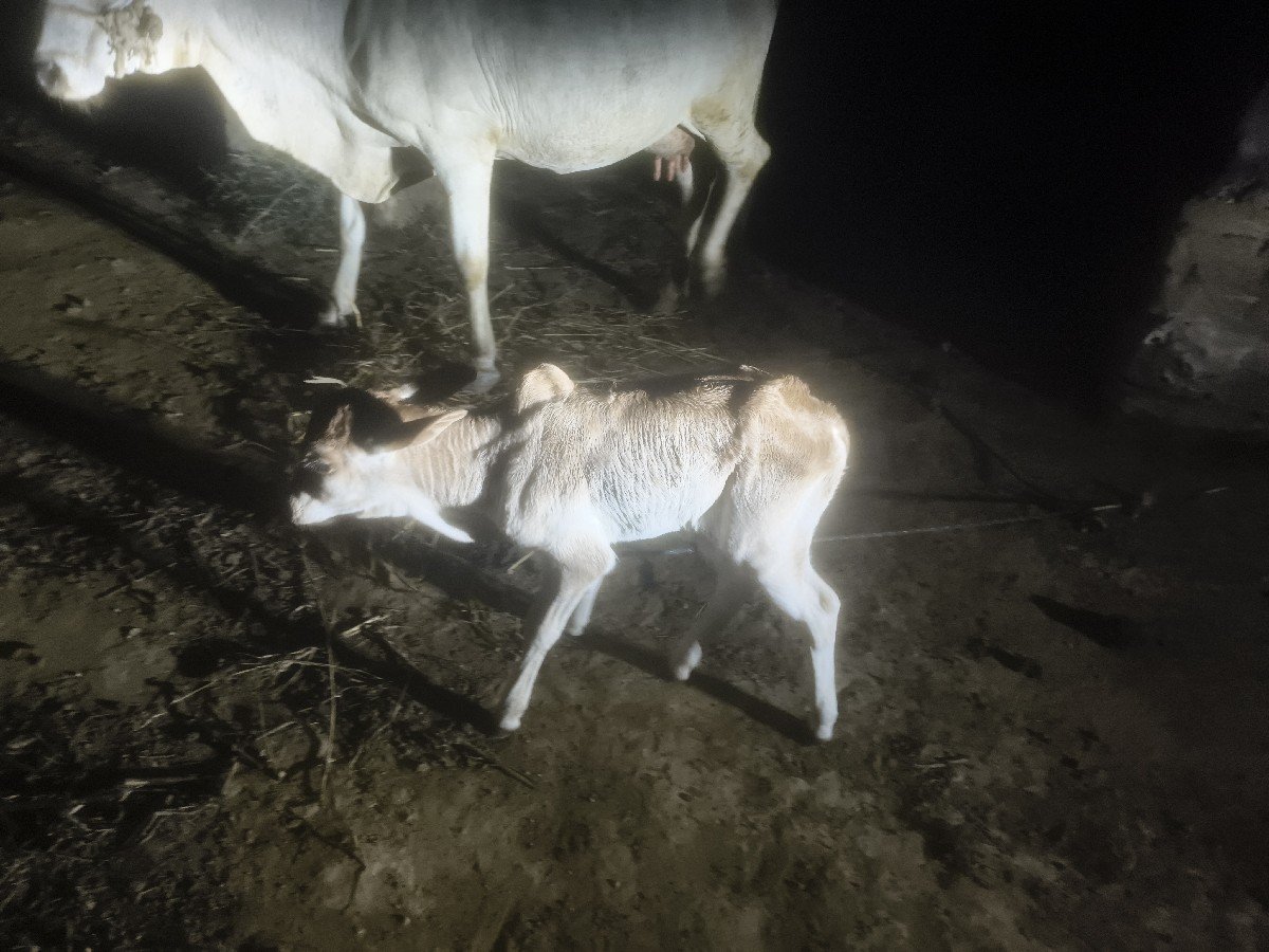 ગાય વેચવાની છે