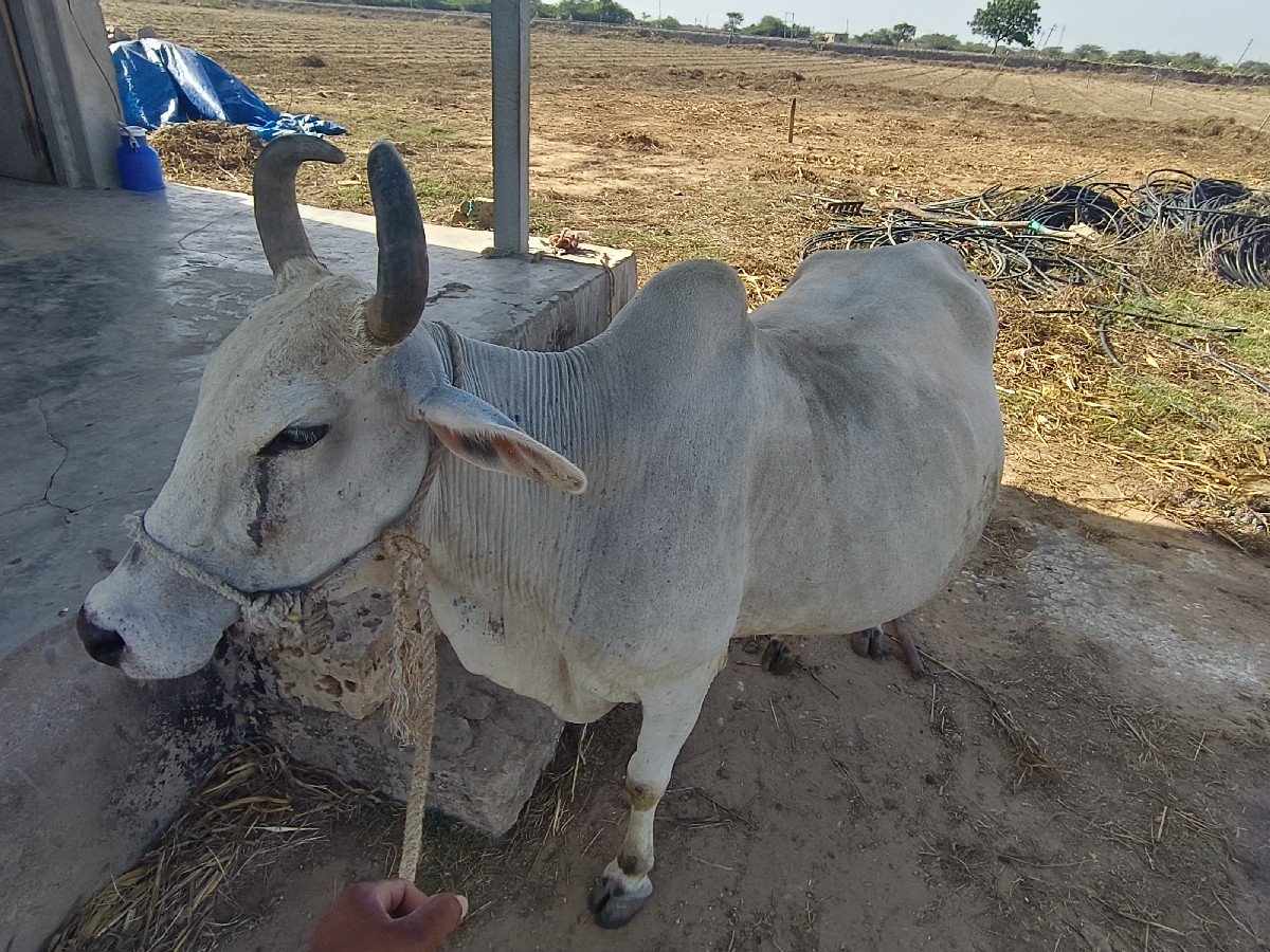 ગાય વેચવાની છે