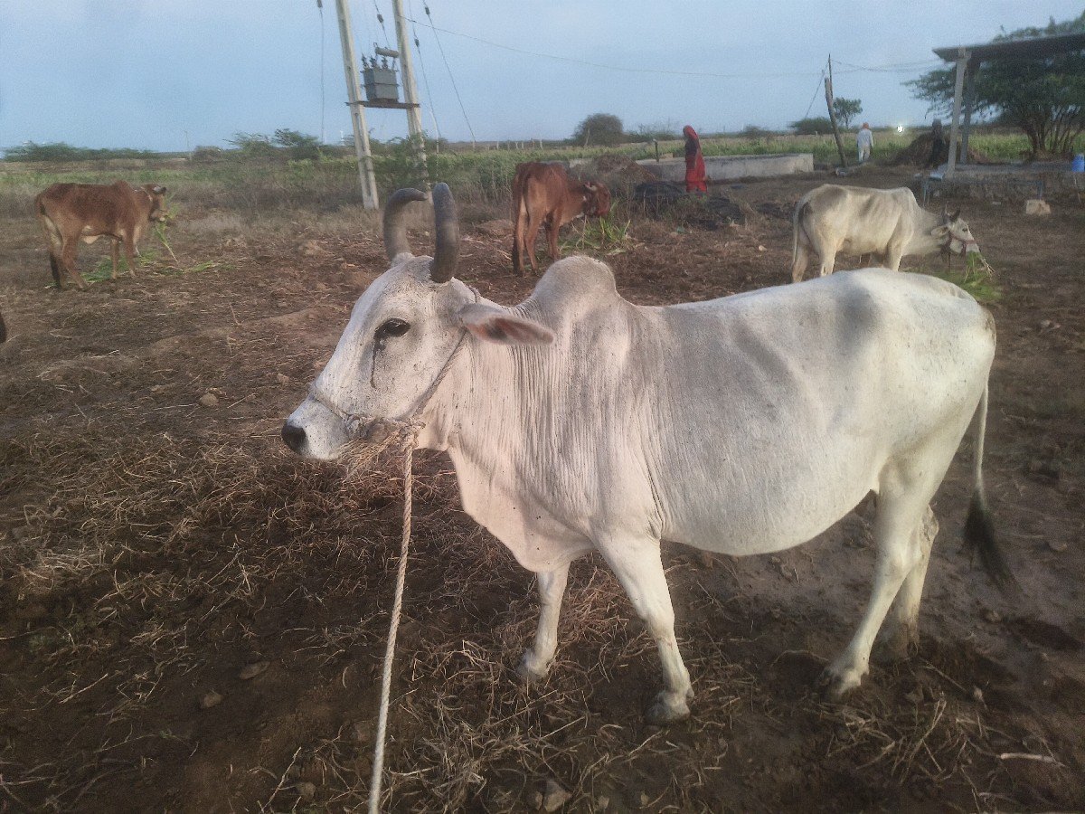 ગાય વેચવાની છે