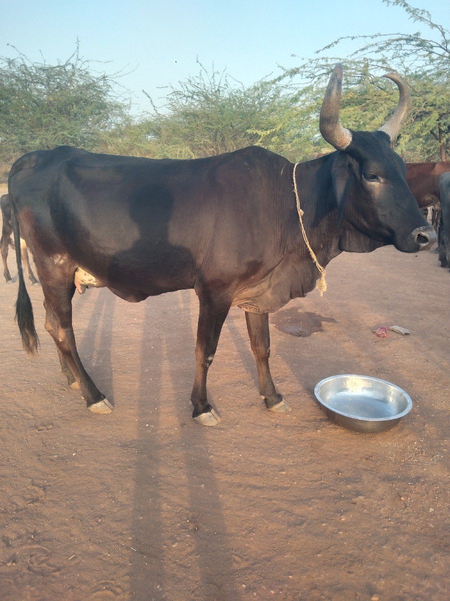 એક જર્સી ગાય વેચવાની છે