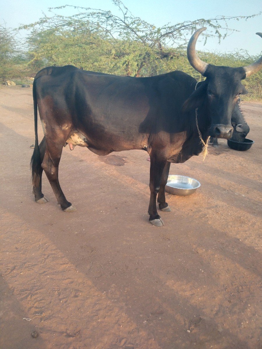 એક જર્સી ગાય વેચવાની છે