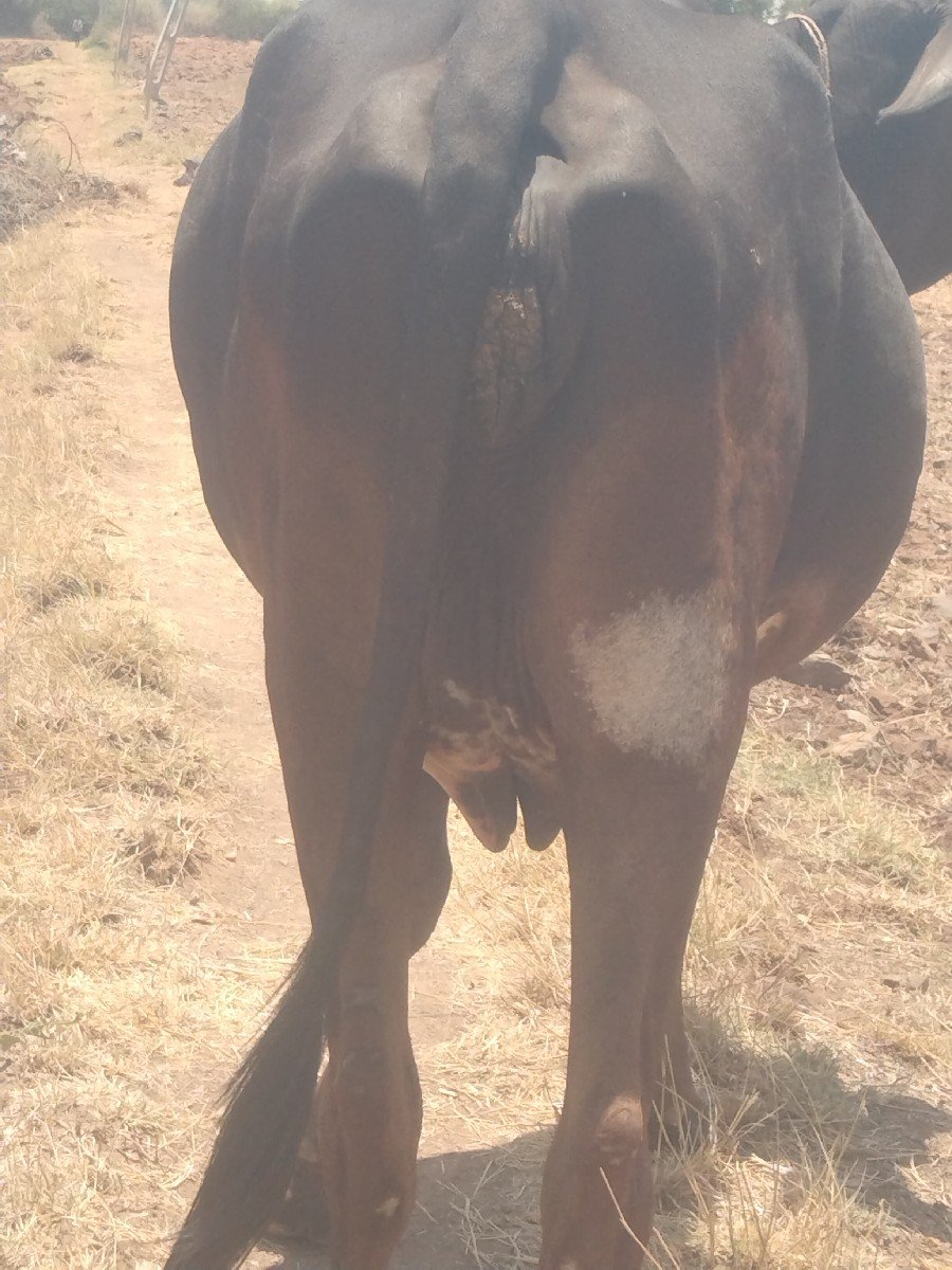 એક જર્સી ગાય વેચવાની છે