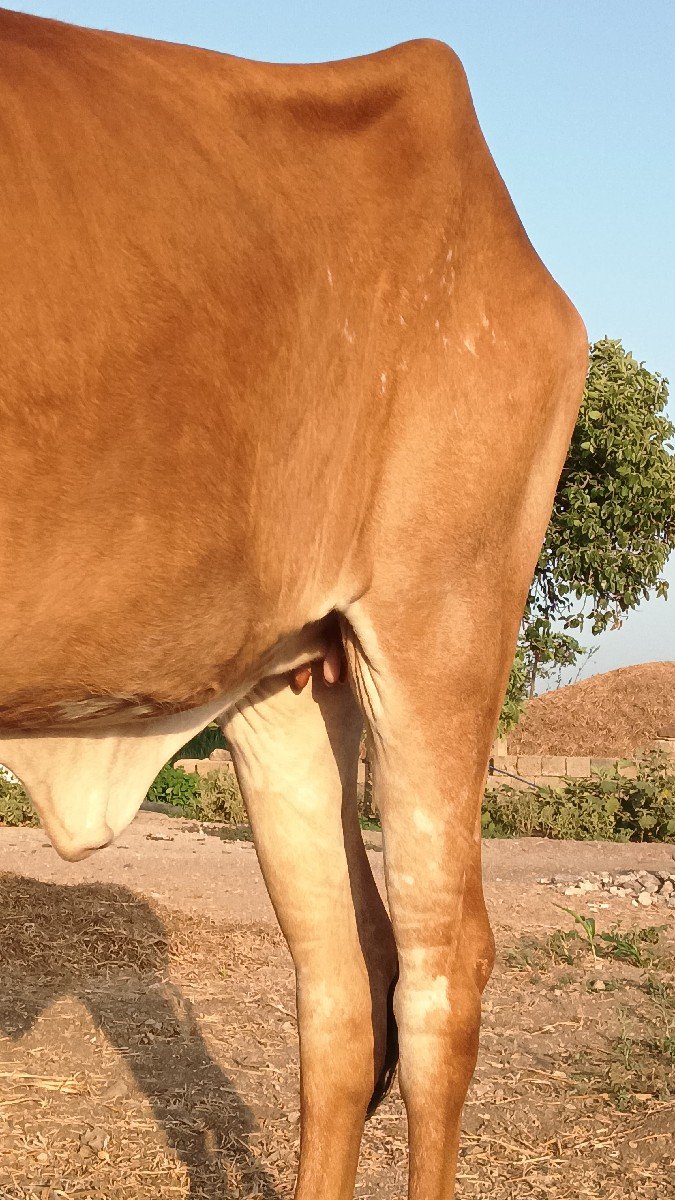 હોડકી વેચવાની છે