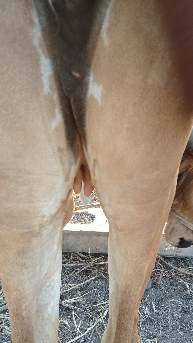 હોડકી વેચવાની છે