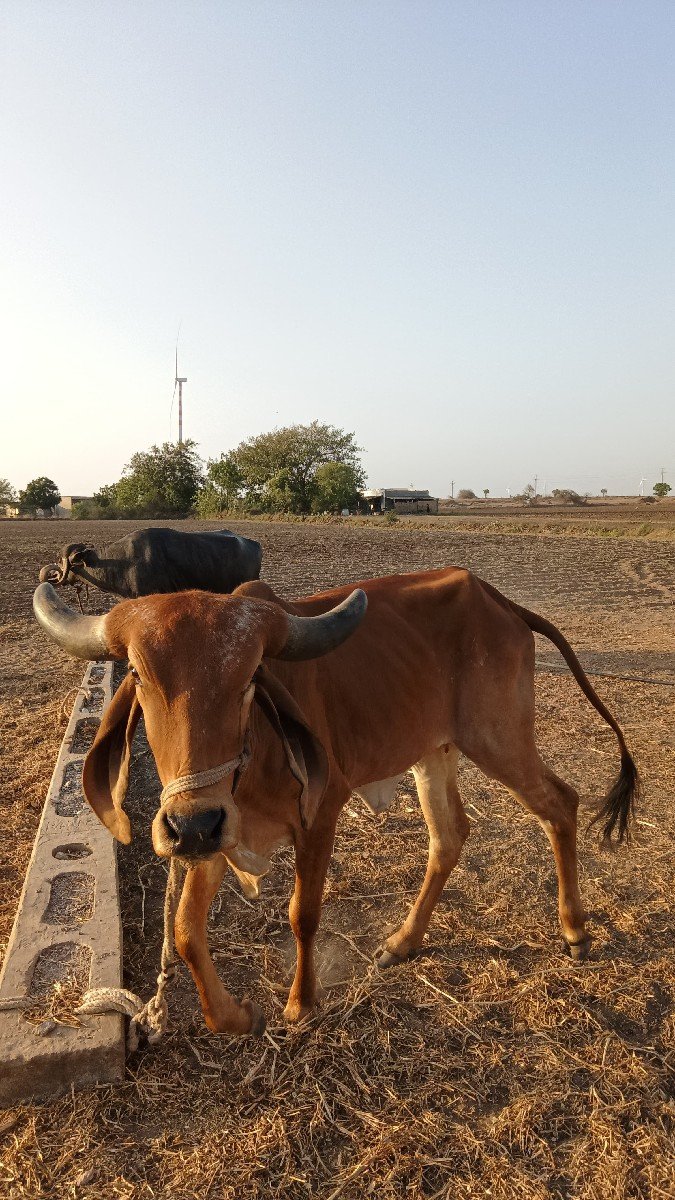 હોડકી વેચવાની છે