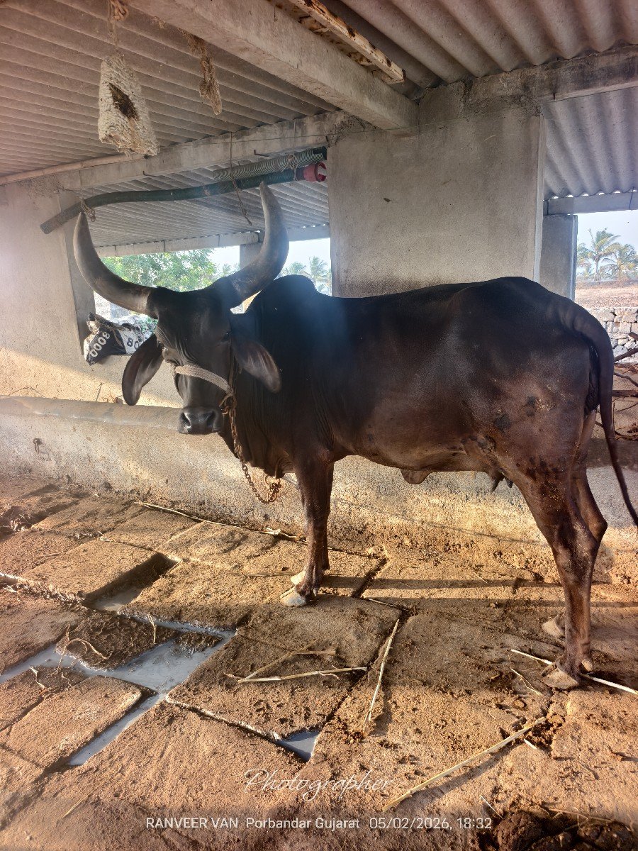 ગાય વેચવાની છે