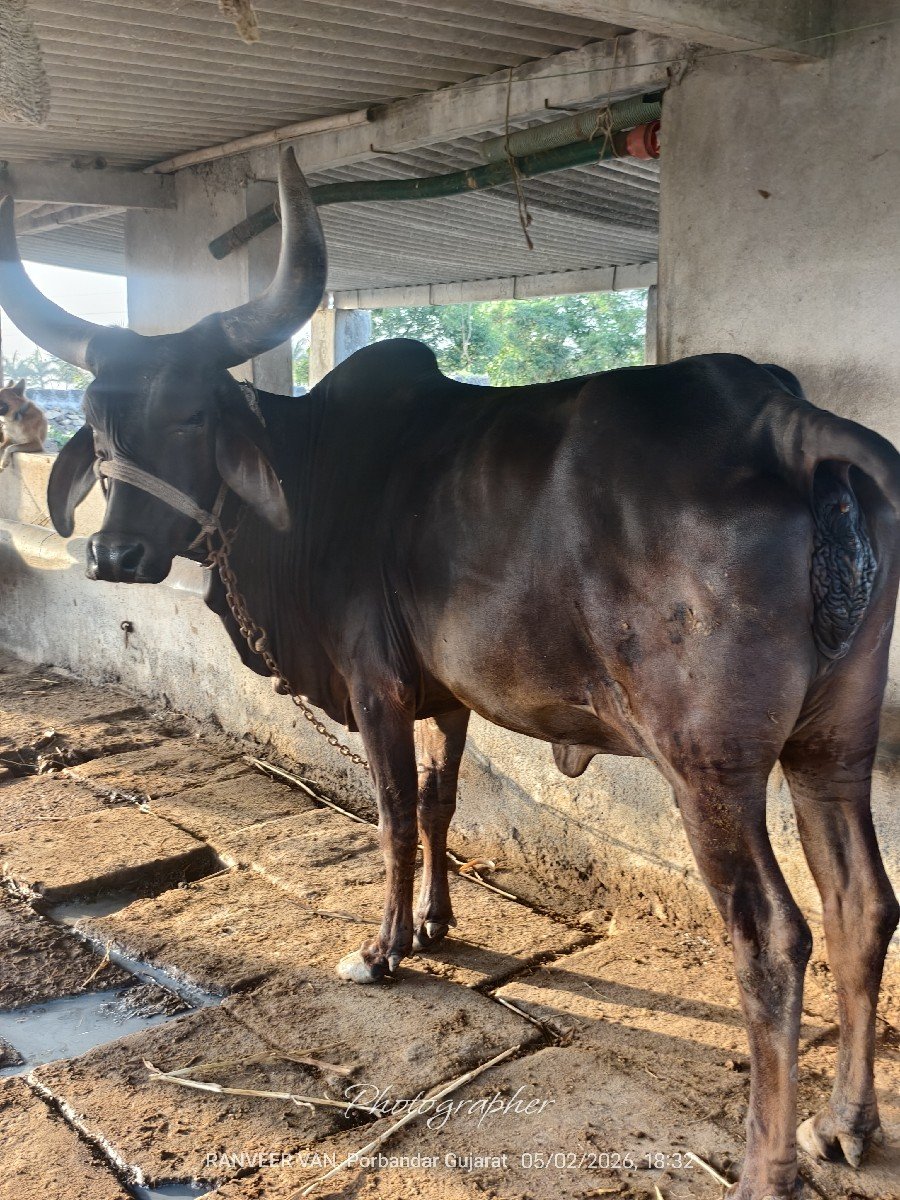 ગાય વેચવાની છે