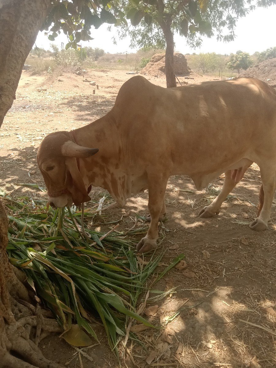 ગાય વેચવાની છે
