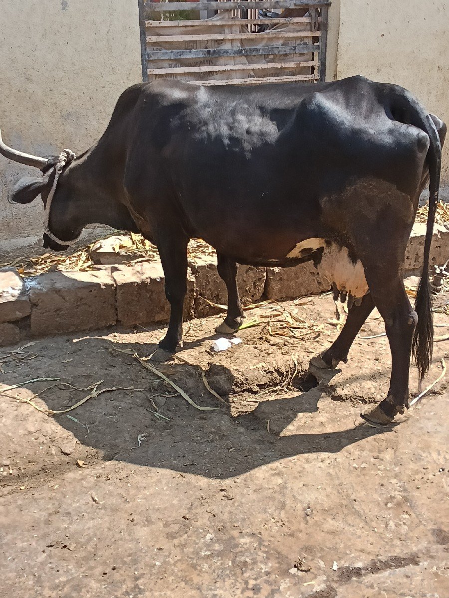 એસબ....ખાભડી છે