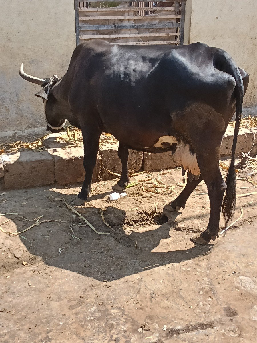 એસબ....ખાભડી છે