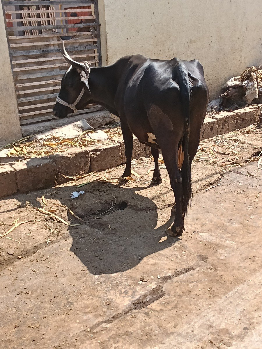 એસબ....ખાભડી છે