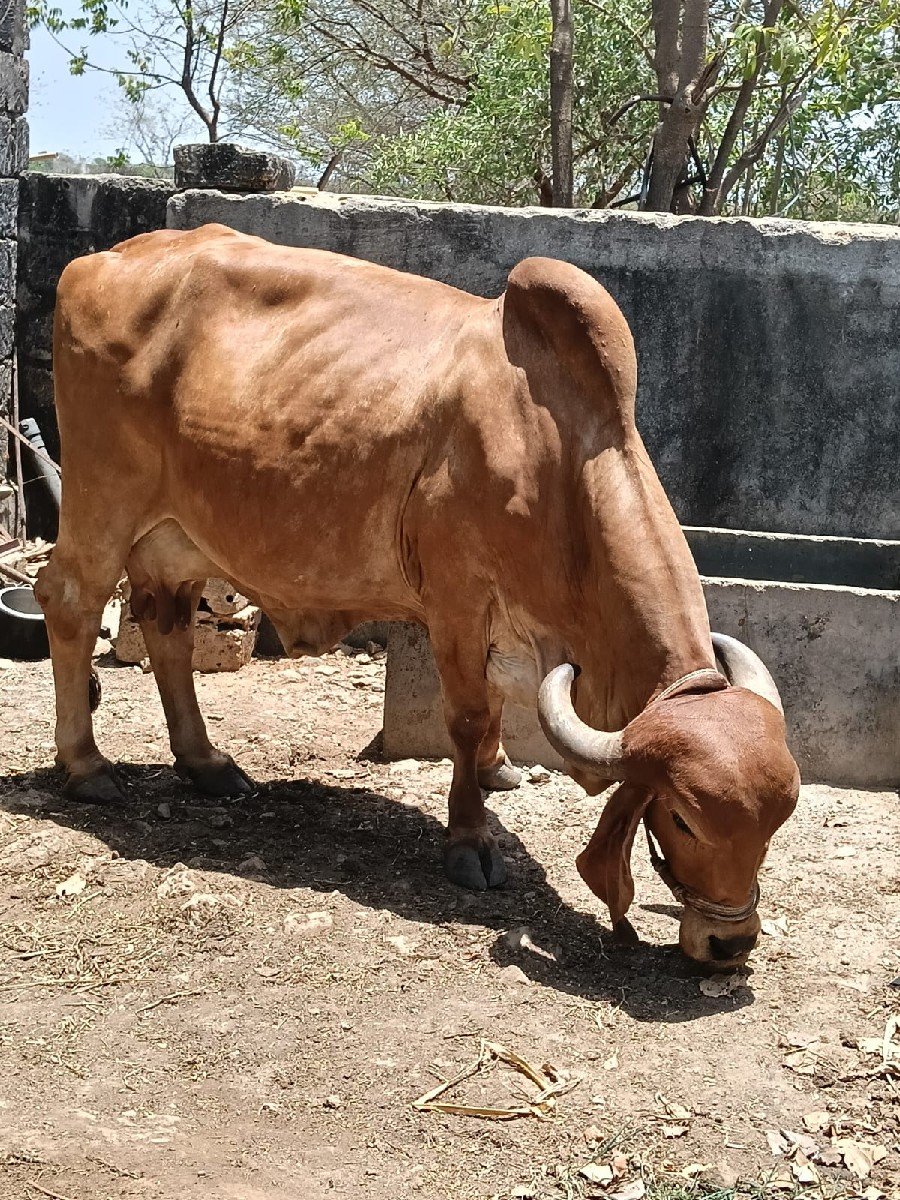 ગાય વેચવાની છે