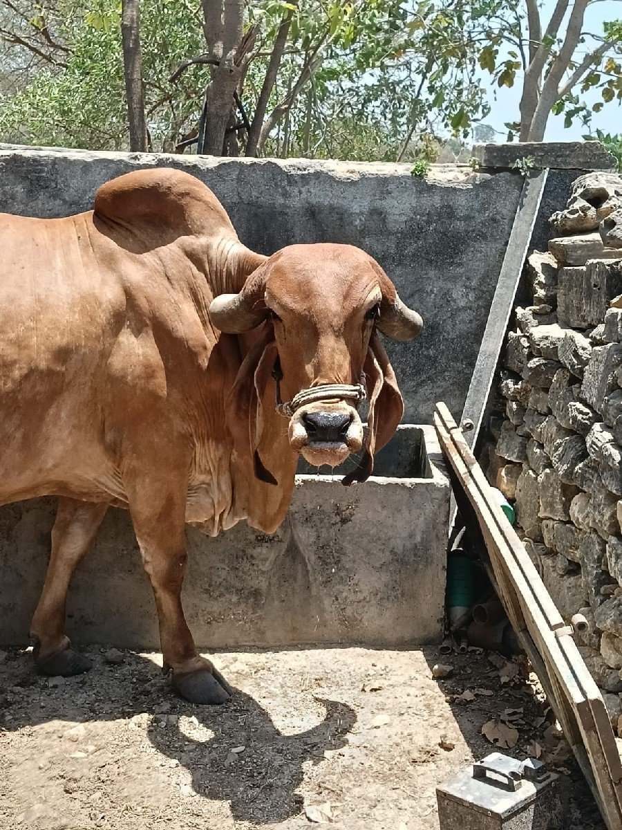 ગાય વેચવાની છે